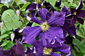 CLEMATIS VIOLA