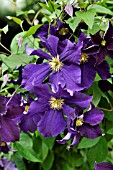 CLEMATIS VIOLA