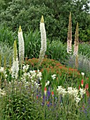 EREMURUS HIMALAICUS, FOXTAIL LILY