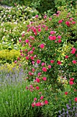 ROSA EXCELSA