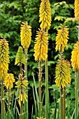 KNIPHOFIA GREEN MAGIC