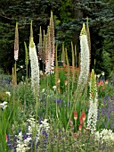 EREMURUS HIMALAICUS, FOXTAIL LILY