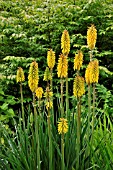 KNIPHOFIA GREEN MAGIC