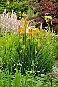 KNIPHOFIA GREEN MAGIC