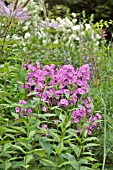 PHLOX MACULATA ALPHA