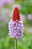 PRIMULA VIALII