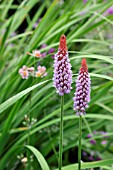 PRIMULA VIALII