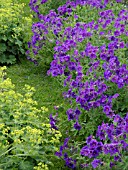 GERANIUM X MAGNIFICUM, CRANESBILL, ALCHEMILLA MOLLIS, LADYS MANTLE