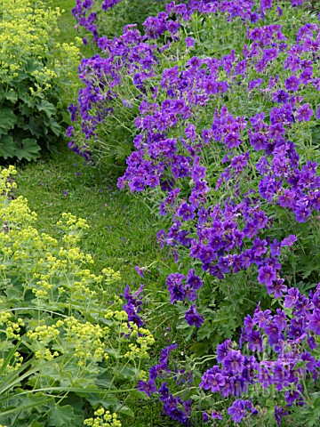 GERANIUM_X_MAGNIFICUM_CRANESBILL_ALCHEMILLA_MOLLIS_LADYS_MANTLE