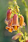 DIGITALIS OBSCURA