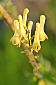 ACONITUM LYCOCTONUM