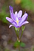 BRODIAEA ELEGANS