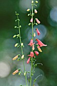 PENSTEMON BARBATUS