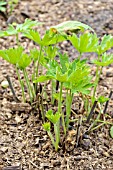 CUT BACK DELPHINIUM FERTILIZED WITH HORSE MANURE