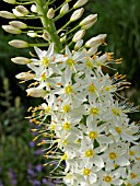 EREMURUS HIMALAICUS, FOXTAIL LILY