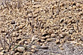 CUT BACK DELPHINIUM FERTILIZED WITH HORSE MANURE