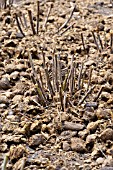 CUT BACK DELPHINIUM FERTILIZED WITH HORSE MANURE