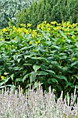 SILPHIUM PERFOLIATUM AND STACHYS BYZANTINA