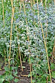 ERYNGIUM PLANUM BLAUKAPPE