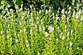 LYSIMACHIA CLETHROIDES