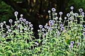 ECHINOPS RITRO VEITCHS BLUE