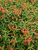 EUPHORBIA GRIFFITHII FIRE GLOW, FIREGLOW SPURGE