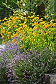 HELIOPSIS HELIANTHOIDES AND LAVANDULA ANGUSTIFOLIA