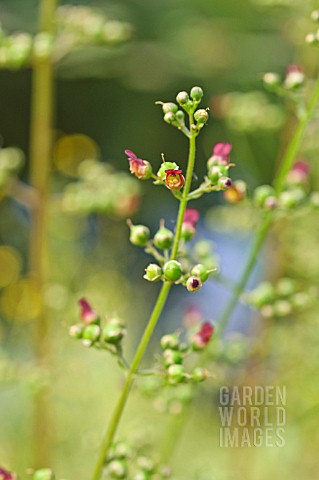 SCROPHULARIA_AURICULATA