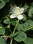 CAPPARIS SPINOSA, CAPER PLANT