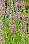 LYTHRUM SALICARIA