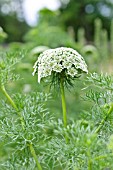 AMMI VISNAGA BLUETENBALL