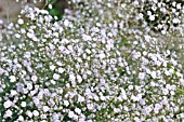 GYPSOPHILA REPENS ROSENSCHLEIER