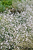 GYPSOPHILA REPENS ROSENSCHLEIER