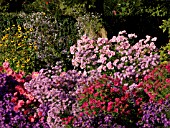 ASTER, CHRYSANTHEMUM, AND RUDBECKIA