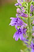 LOBELIA SIPHILITICA
