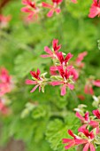 PELARGONIUM MRS. KINGSLEY