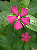 CATHARANTHUS TRICHOPHYLLUS