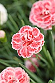 DIANTHUS CORAL REEF