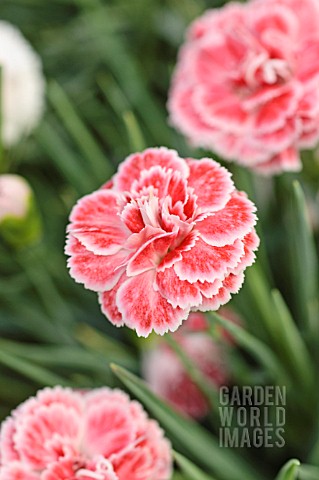 DIANTHUS_CORAL_REEF