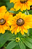 RUDBECKIA HIRTA TIGER EYE