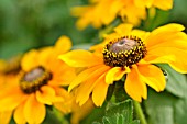 RUDBECKIA HIRTA TIGER EYE