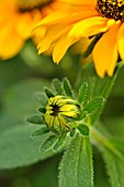 RUDBECKIA HIRTA TIGER EYE