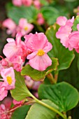 BEGONIA SEMPERFLORENS VOLUMIA PINK