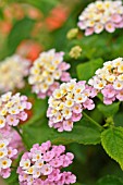 LANTANA CAMARA FABIOLA