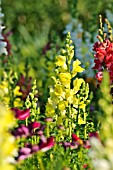 ANTIRRHINUM MAJUS