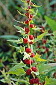 CHENOPODIUM FOLIOSUM