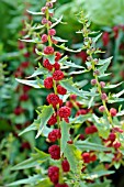 CHENOPODIUM FOLIOSUM