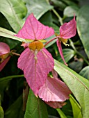 DALECHAMPIA SPATHULATA