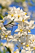 SOLANUM JASMINOIDES