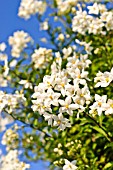 SOLANUM JASMINOIDES